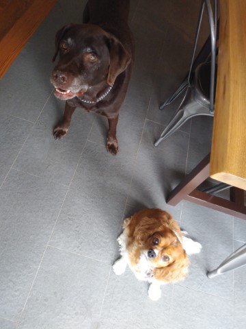 Shamus & Charleigh
